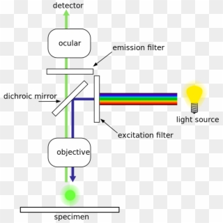 Center For Advanced Microscopy - Fluorescenční Mikroskop Clipart