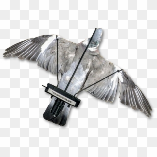 Image Of A Dead Pigeon Mounted Onto The Pigeon Turbo - Due Flapper Clipart