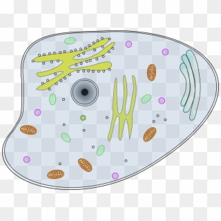 Cell Of A Chameleon Clipart