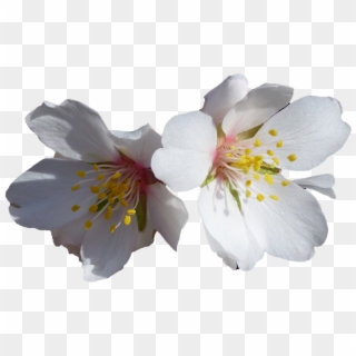 Flores, Blancas, Almendro, Flores Blancas, Naturaleza - Fiori Di Mandorlo Immagini Clipart