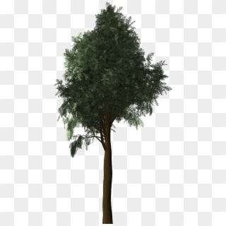 Cypress Plant Tree Png Image - Cypress Planta Clipart