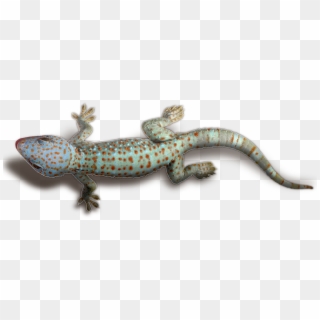 Download Geckos Transparent Png Free Transparent Png - Transparent Gecko Png Clipart
