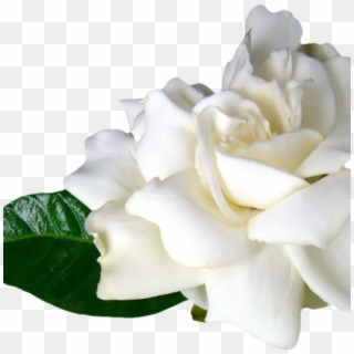 Flores Blancas Png Clipart