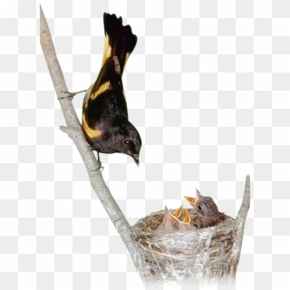Гнездо, Птенцы, Маленькая Птица - Bird Clipart