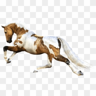 Free Png Download Horse Running Png Images Background - Running Horse Image Png Clipart