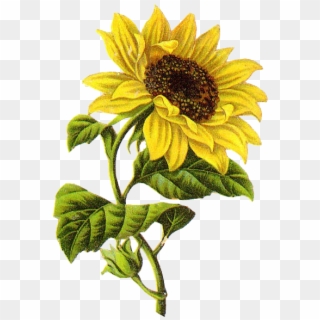 Common Sunflower Sketch Transprent - Sunflower Illustration Png Clipart