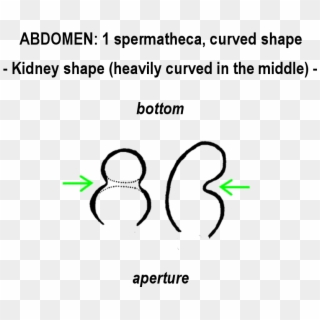 Kidney Shape - Ghosts Don T Have Feet Clipart