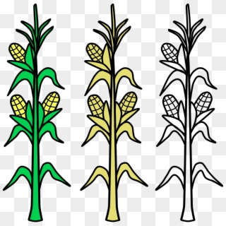 Corn Field Vector Agriculture Png Image - Plantas De Maiz Para Colorear Clipart