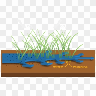 How Do Wetlands Filter Water - Grass Clipart