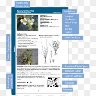 View A Sample Page - Wetland Plant Classifications Clipart