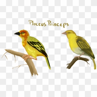 Old World Oriole Clipart
