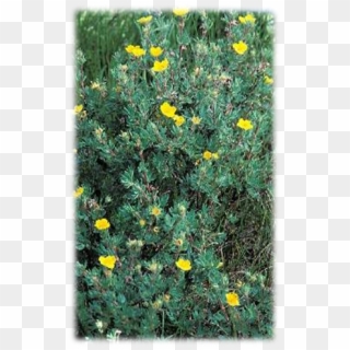 Duration - Perforate St John's Wort Clipart