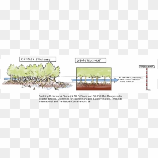 “each Kilometer Of Mangrove Forest Can Reduce A Storm - Tree Clipart