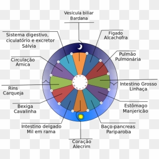 Relógio Do Corpo Humano - Circle Clipart
