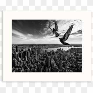 Photographers Lane Pigeons On The Empire State Building - Turkey Vulture Clipart