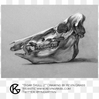 Kevin Grass, Artist - Boar Skull Drawn Clipart