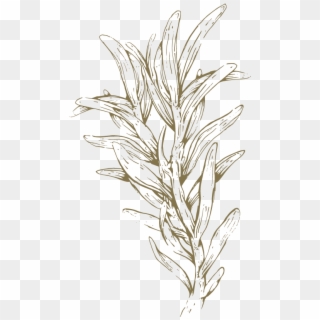 Helichrysum Flower Oil - Sketch Clipart
