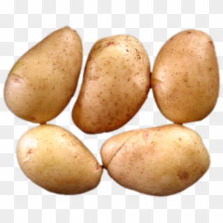 Russet Burbank Potato Clipart
