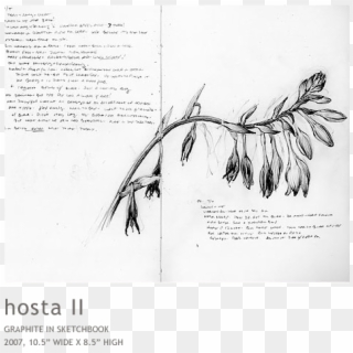 Hosta2 - Palm Tree Clipart