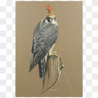 Richard Ward Peregrine Falcon Original Acrylic Art - Vaux S Swift Clipart