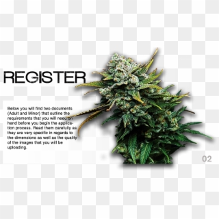 Maryland Medical Marijuana Card Solutionsmarijuana - Canadian Fir Clipart