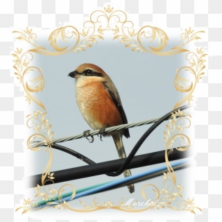 Bird And Just From The Sound Of The Name, I've Had - Old World Flycatcher Clipart