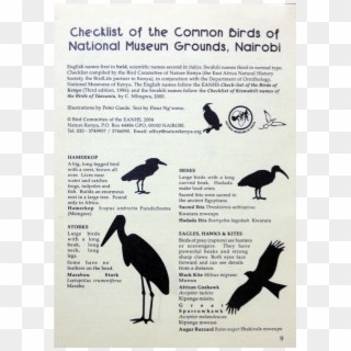 Checklist Of The Common Birds - Ciconiiformes Clipart