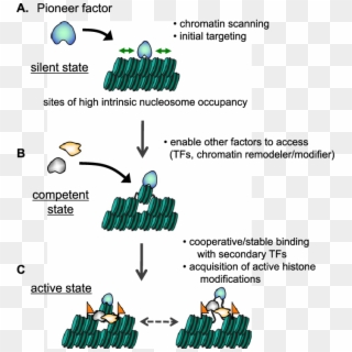 Initial Targeting Of Pioneer Factor And Subsequent - Pioneer Transcription Factor Clipart