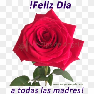 Feliz Día A Todas Las Madres - Floribunda Clipart