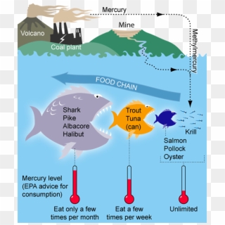 Mercury Is An Element That Bioaccumulates, Or Builds - Mercury Food Web Clipart