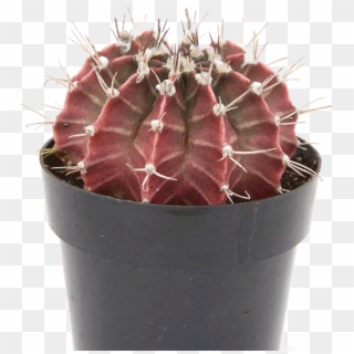 Gymnocalycium 'purple Moon Cactus' - Hedgehog Cactus Clipart