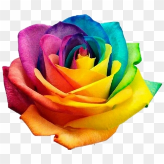 #rose #roses #rainbow #rainbowrose #flower #flowers - International Day Against Homophobia Transphobia Clipart