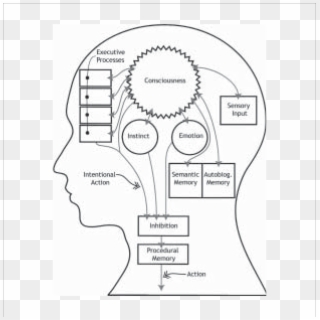 Functional Diagram Of The Brain - Brain Schematic Diagram Clipart