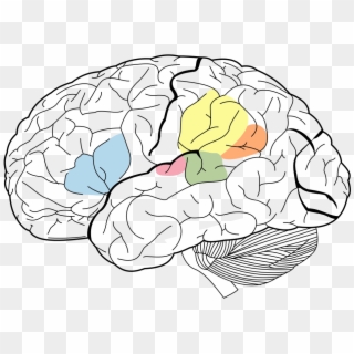 Lobes Of The Brain Clipart