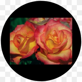 Hybrid Tea Rose Clipart