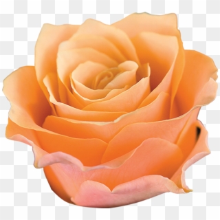 Carpe Diem Roza - Garden Roses Clipart