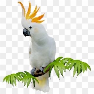 Sulphurcrested Cockatoo, Bird, Cockatoo Png Image With - Sulphur-crested Cockatoo Clipart