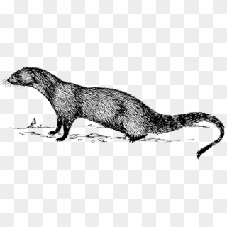 Indian Grey Mongoose Meerkat Drawing Cape Gray Mongoose - Outline Image Of Mongoose Clipart