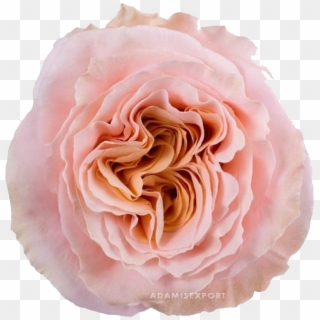 Shimmer Rose - Garden Rose Dream Catcher Clipart