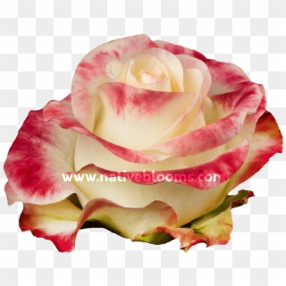 Aubade Roses - Floribunda Clipart