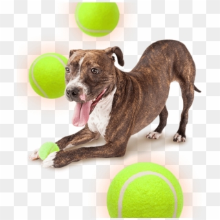 Skip To Content - Space Dog Transparent Background Clipart