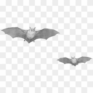 Flying Bats - Real Bats Png Clipart