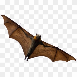 During The 2016 Summer Season, Sjbph Submitted And - Bat Rabies Png Clipart