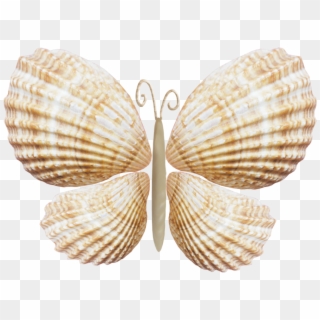 Fotki Seashell Ornaments, Seashell Art, Seashell Crafts, - Seashell Clipart