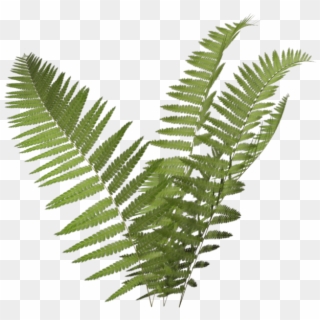 Fern Icon - Transparent Background Fern Clipart - Png Download