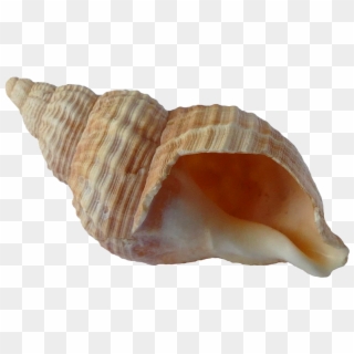 Seashell Png - Sea Shell Clipart