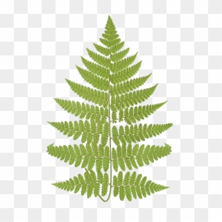 Fern Frond Free Png Image - Fern Frond Png Clipart