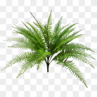 Tropical Fern Png Svg Black And White Download - Fern Palm Png Clipart