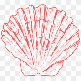 Banner Transparent Stock Coral Sea Shell Clip Art At - Sea Shells Clipart Png
