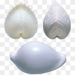 Seashell Png - Shell Clipart